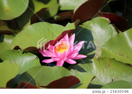 水連の花 水連の花 25630596