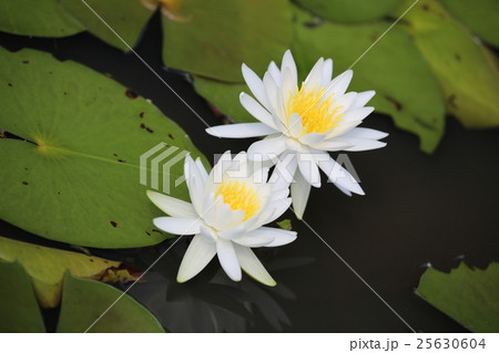 水連の花 水連の花 25630604