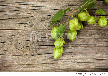 Fresh green hops Fresh green hops 25630733