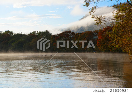屈斜路湖の湖畔の紅葉と白鳥の群れ 屈斜路湖の湖畔の紅葉と白鳥の群れ 25630984