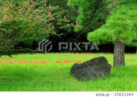 浜離宮恩賜公園の庭園の緑とマンジュシャゲ 浜離宮恩賜公園の庭園の緑とマンジュシャゲ 25631364