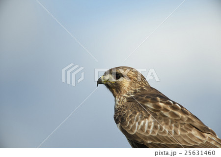 ノスリ ノスリ 25631460