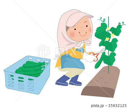 きゅうりを収穫する農家の女性のイラスト素材