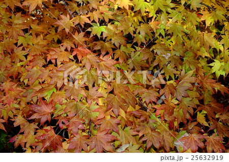 紅葉 25632919