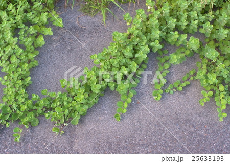 海浜植物ハマゴウ 海浜植物ハマゴウ 25633193