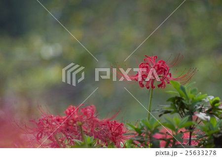 彼岸花(曼珠沙華) 彼岸花(曼珠沙華) 25633278