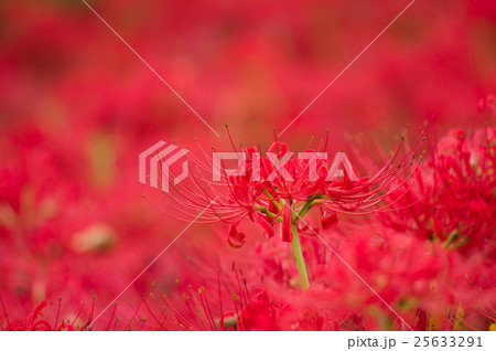 彼岸花(曼珠沙華) 彼岸花(曼珠沙華) 25633291