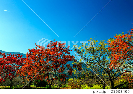 ハゼの木 25633406