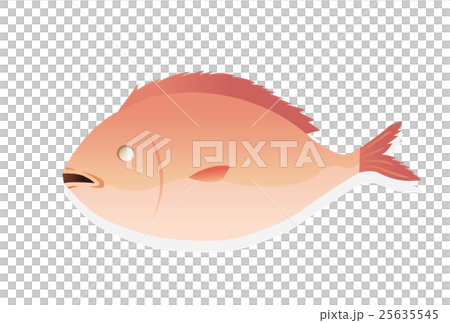 紅鯛魚 25635545