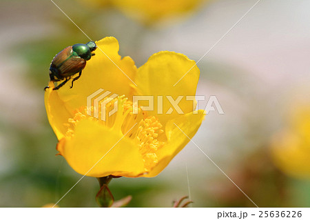 キンシバイの花にとまるマメコガネ キンシバイの花にとまるマメコガネ 25636226