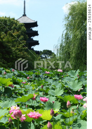 東寺のハス 東寺のハス 25636614