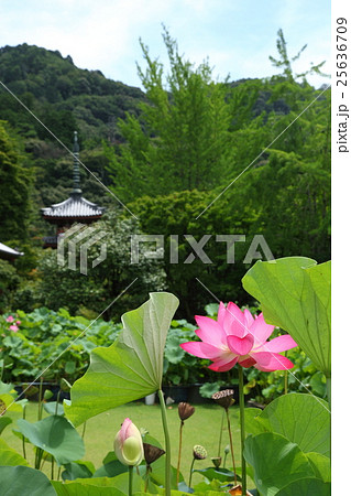 三室戸寺の蓮 三室戸寺の蓮 25636709