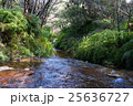 Australian bush creek, Wentworth Falls 25636727