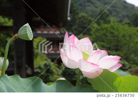 三室戸寺の蓮 25636730