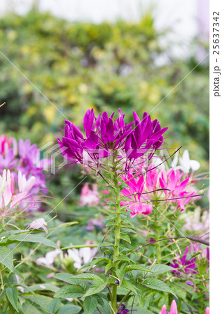 Close up Purple spider flower in the garden 25637342