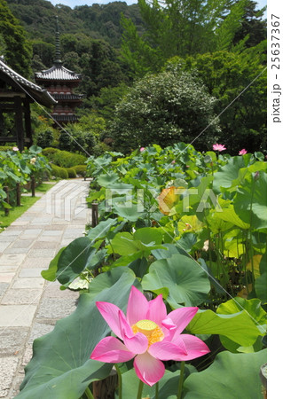 三室戸寺の蓮 25637367