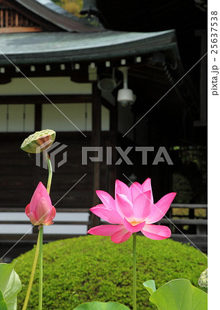 三室戸寺の蓮 三室戸寺の蓮 25637538