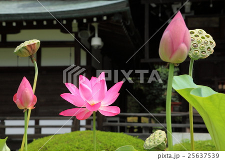 三室戸寺の蓮 25637539