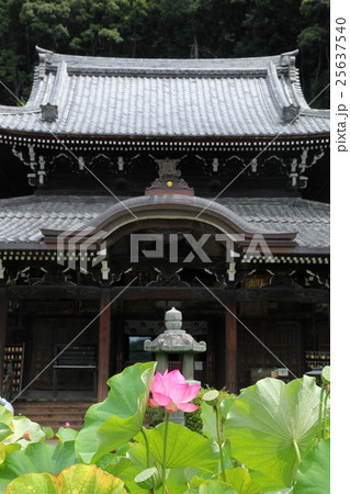 東本願寺のハス 25637540
