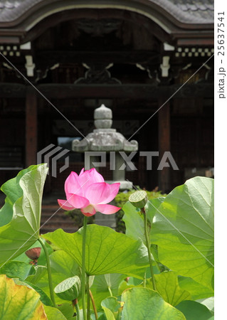 三室戸寺の蓮 25637541