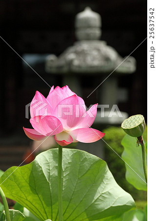 三室戸寺の蓮 25637542