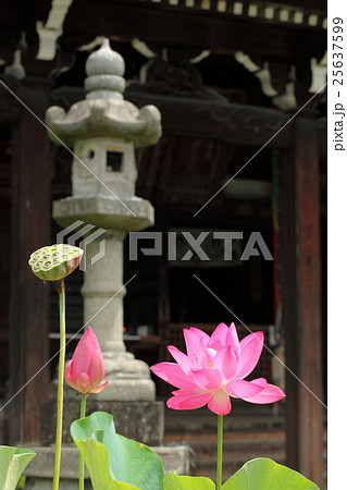三室戸寺の蓮 三室戸寺の蓮 25637599