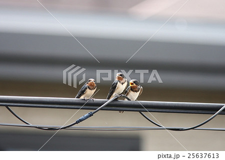 【春に巣立ったばかりの若いツバメ達】 25637613