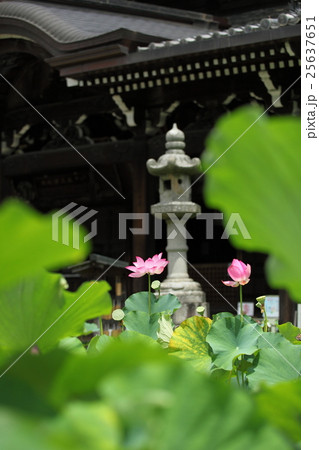 三室戸寺の蓮 25637651