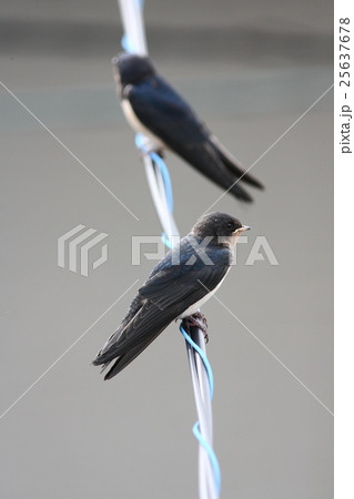 【春に巣立ったばかりの若いツバメ】 【春に巣立ったばかりの若いツバメ】 25637678