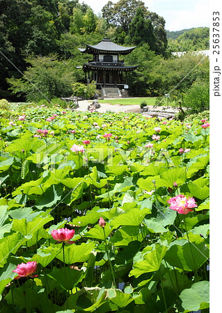 観修寺のハス 25637853