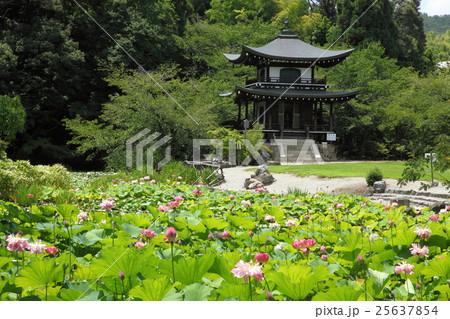 観修寺のハス 観修寺のハス 25637854