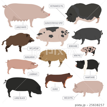 Pigs, hogs breed icon set. Flat design 25638257