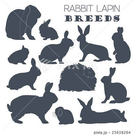 Rabbit, lapin breed icon set. Flat design Rabbit, lapin breed icon set. Flat design 25638264