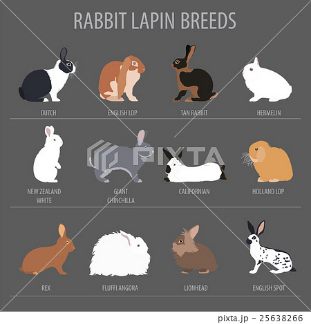 Rabbit, lapin breed icon set. Flat design Rabbit, lapin breed icon set. Flat design 25638266