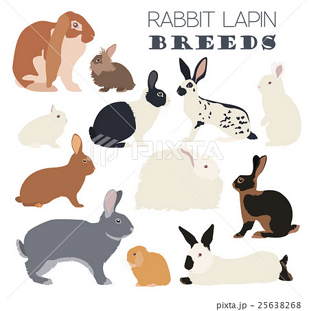 Rabbit, lapin breed icon set. Flat design Rabbit, lapin breed icon set. Flat design 25638268