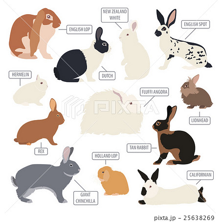 Rabbit, lapin breed icon set. Flat design Rabbit, lapin breed icon set. Flat design 25638269