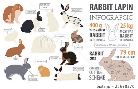 Rabbit, lapin breed infographic template Rabbit, lapin breed infographic template 25638270