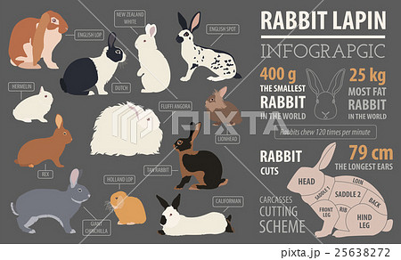Rabbit, lapin breed infographic template Rabbit, lapin breed infographic template 25638272
