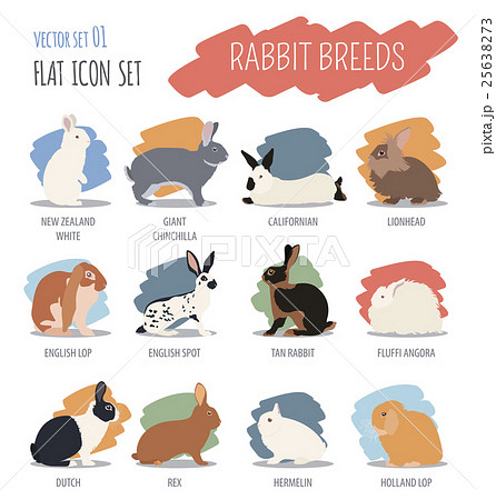 Rabbit, lapin breed icon set. Flat design Rabbit, lapin breed icon set. Flat design 25638273