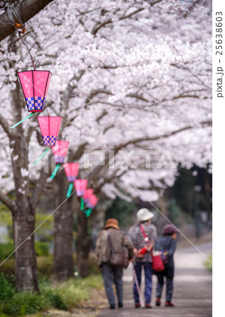 桜とランタン 25638603