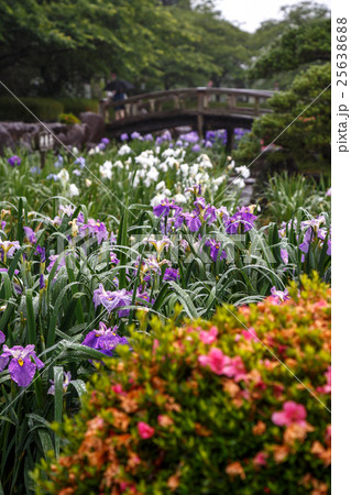 花菖蒲 25638688