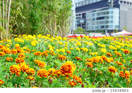 大阪 梅田の風景 大阪 梅田の風景 25638963