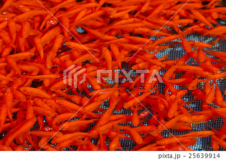 大和郡山　金魚　養殖池 25639914