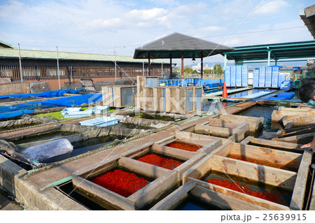大和郡山 金魚 養殖池 大和郡山 金魚 養殖池 25639915