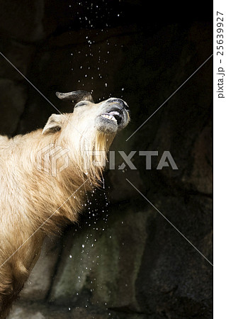 珍獣　ゴールデンターキン 25639927