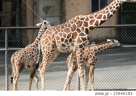 キリンの親子 25640183