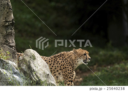 チーター チーター 25640238