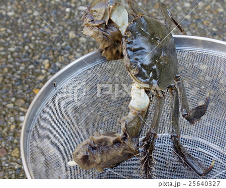 もづくがに 金編みかご昇 05 もづくがに 金編みかご昇 05 25640327