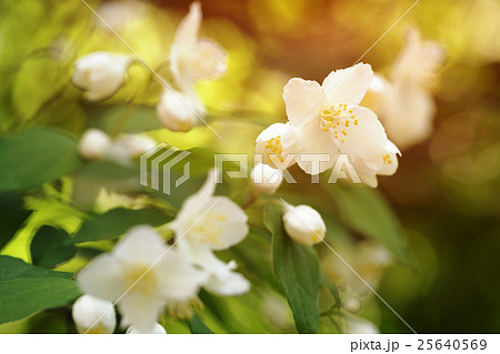 jasmine flowers blossom in warm summer light jasmine flowers blossom in warm summer light 25640569