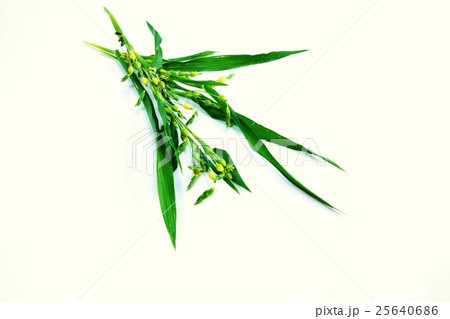 野草の背景素材・ハトムギとそっくりなジュズダマの若い実の付く枝・白バック横位置 25640686